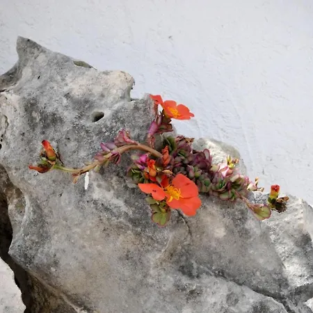 Villa Luxury With Pool, Jacuzzi, Sauna And Gym Trogir